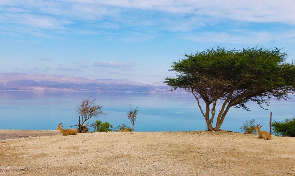 Ein Gedi Caravan By Dory Caravan ภายนอก รูปภาพ