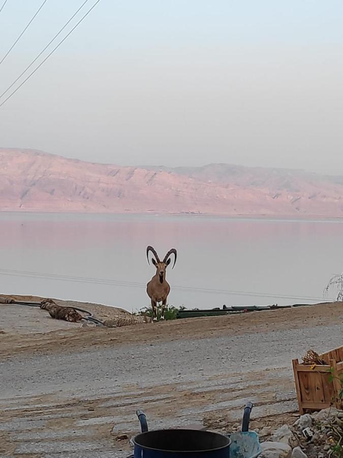 Ein Gedi Caravan By Dory Caravan ภายนอก รูปภาพ